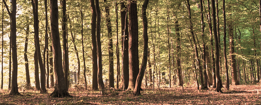 pennsylvania wood | penn woods